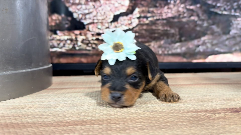 Yorkiepoo F 8843