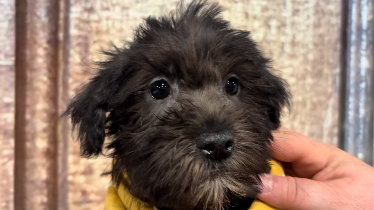 Teacup Shih Tzu M 4939