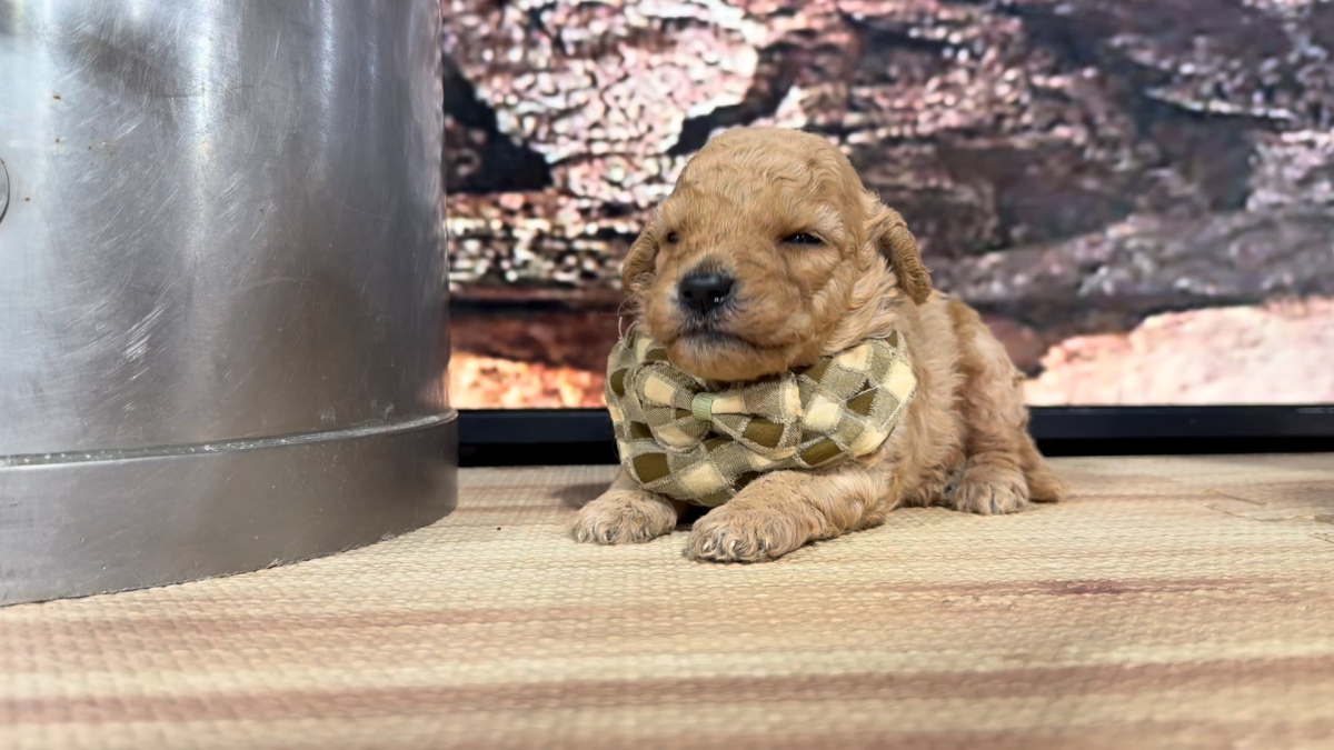 Mini Goldendoodle M 5398