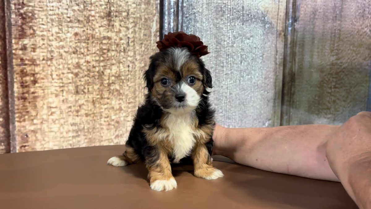 Teacup Teddypoo F 2170