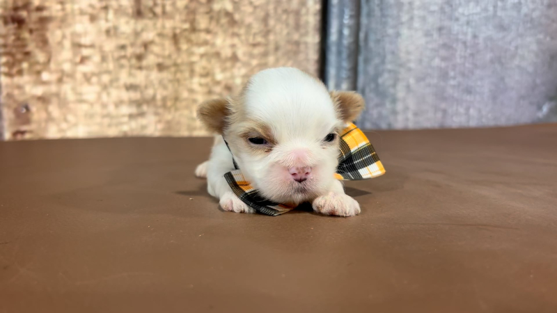 Imperial Teddy Bear (Malshi) M 2292