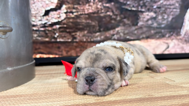 French Puggle F 9285