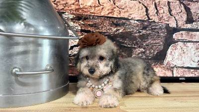 Maltipoo F 4873