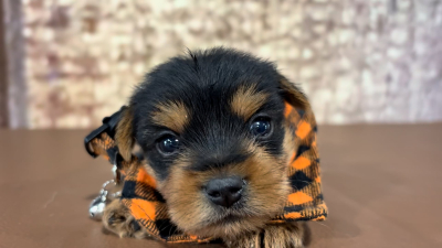 Yorkshire Terrier Male 4898