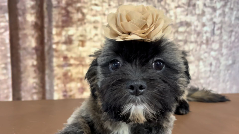 Malshipoo F 5109
