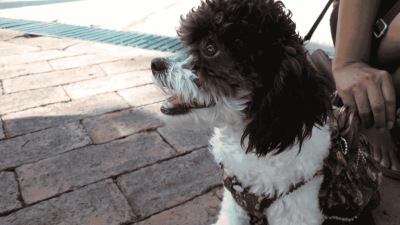 What Is a Poogle? The Complete Guide to the Beagle-Poodle Mix