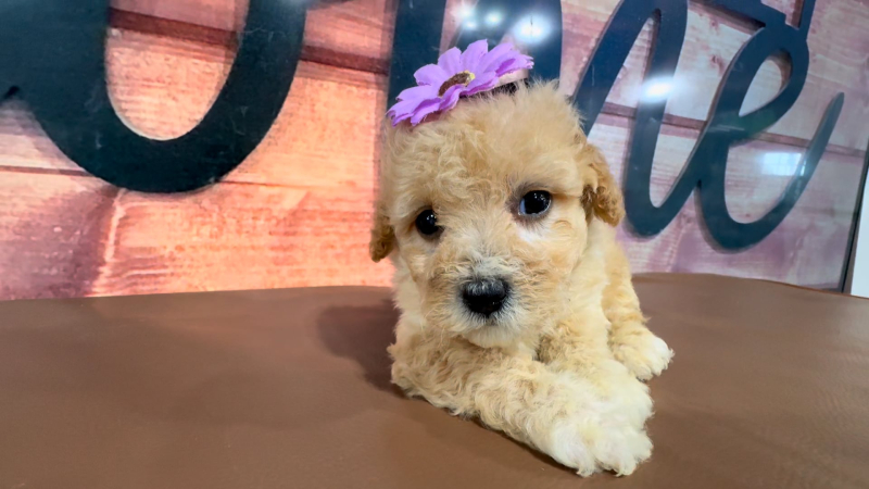 Maltipoo F 5071