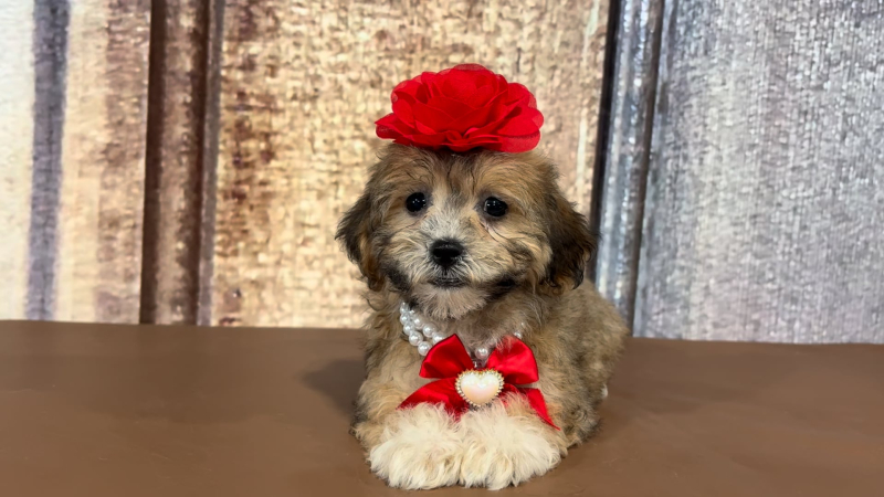 Toy Shihdoo F 2319