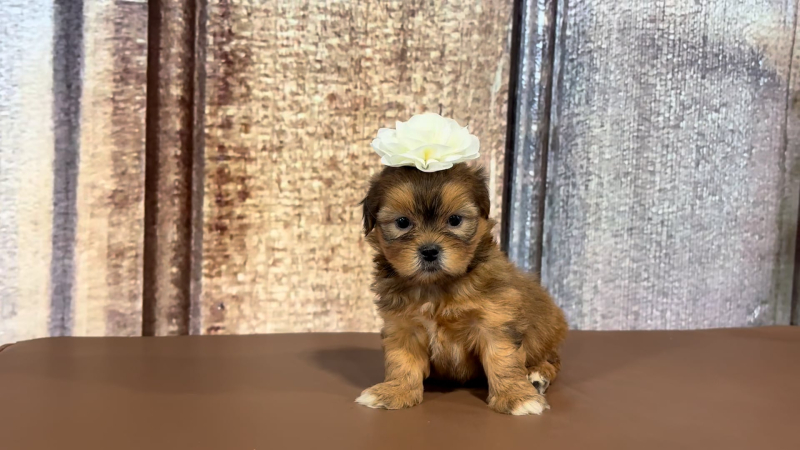 Teacup Shih Tzu F 2163