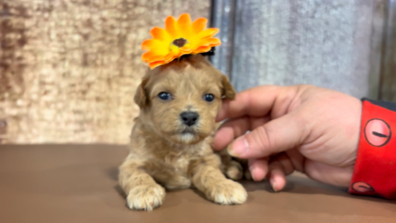 Teacup Teddy Bear F 2294