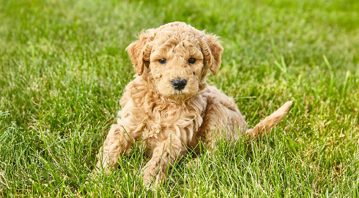 Nutrition And Feeding Tips For Miniature Goldendoodle Puppies: Choosing The Right Diet