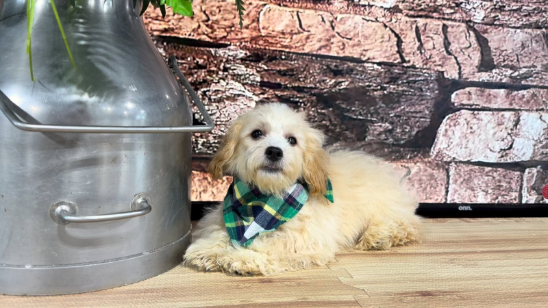 Malshipoo M 4711