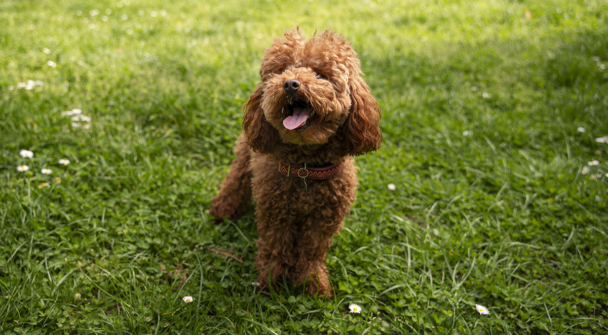 Designer Dog Health Benefits: Why Mixed Breeds Live Longer, Healthier Lives