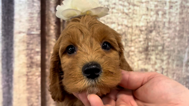 Mini Goldendoodle F1B F 4920