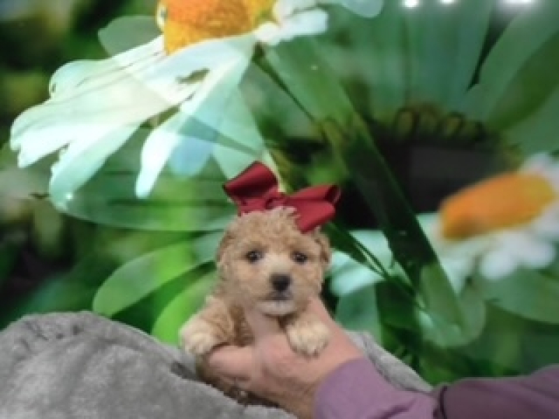 Maltipoo Female 9538, Available 4-5-24. Deposit now!