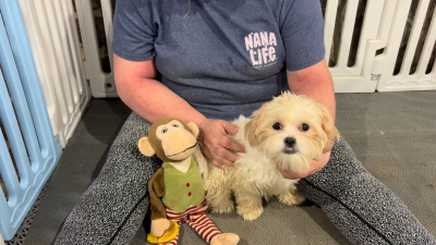 Imperial Teddy Bear F 2296