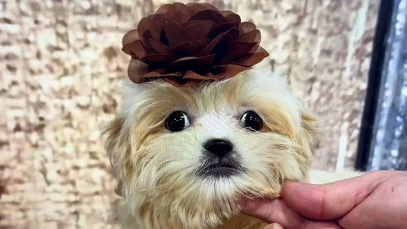 Imperial Teddy Bear (Malshi) F 2296