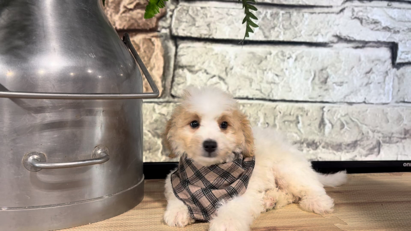 Mini Goldendoodle Fancy M 4963