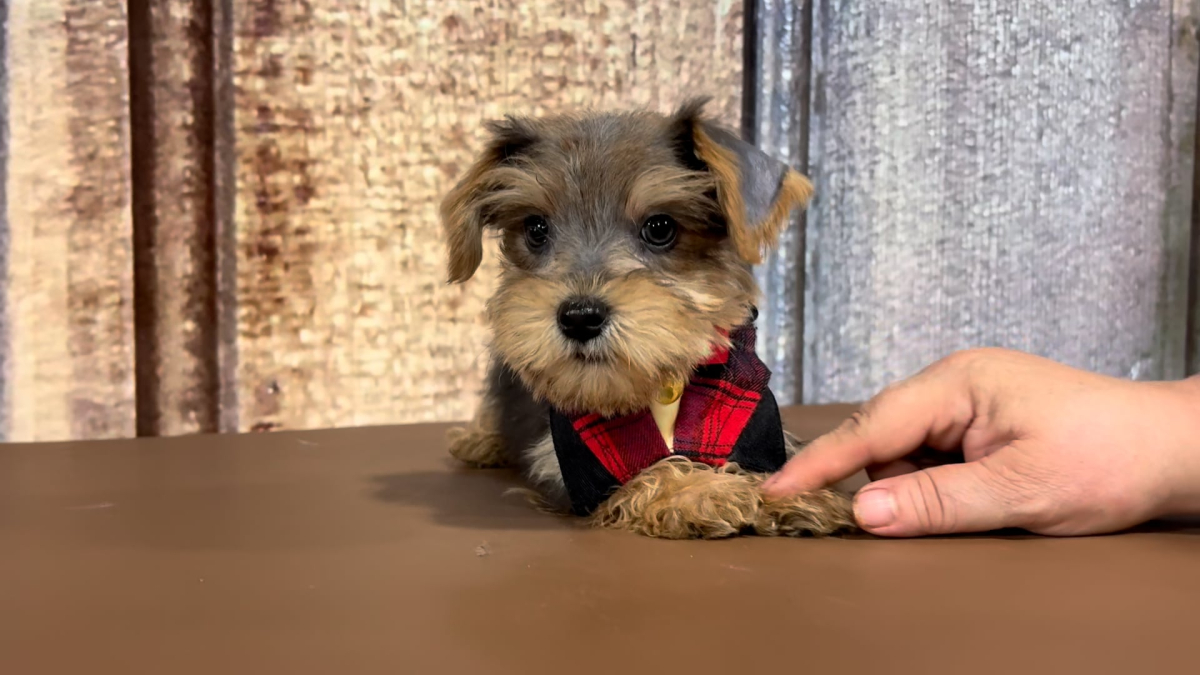 Toy Snorkiepoo M 3396