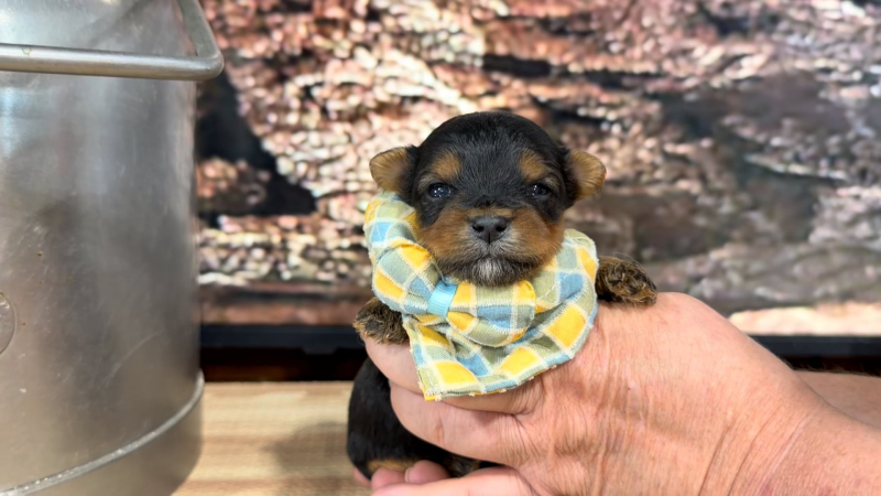 Yorkiepoo M 9400