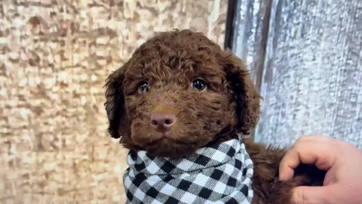 Mini Airedoodle M 5039