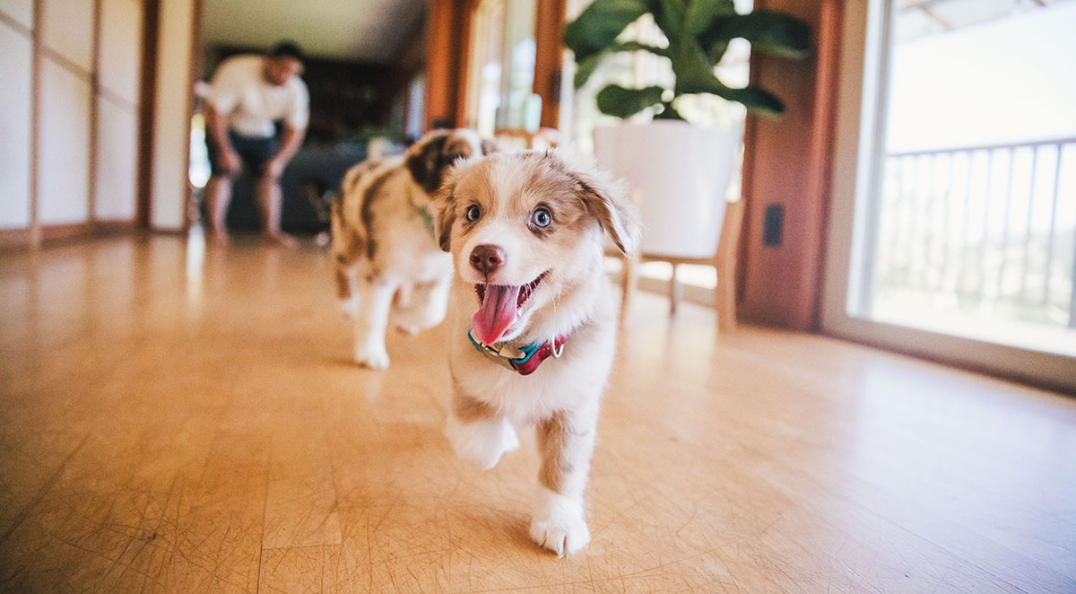 Indoor Exercise Ideas for High-Energy Puppies During Winter