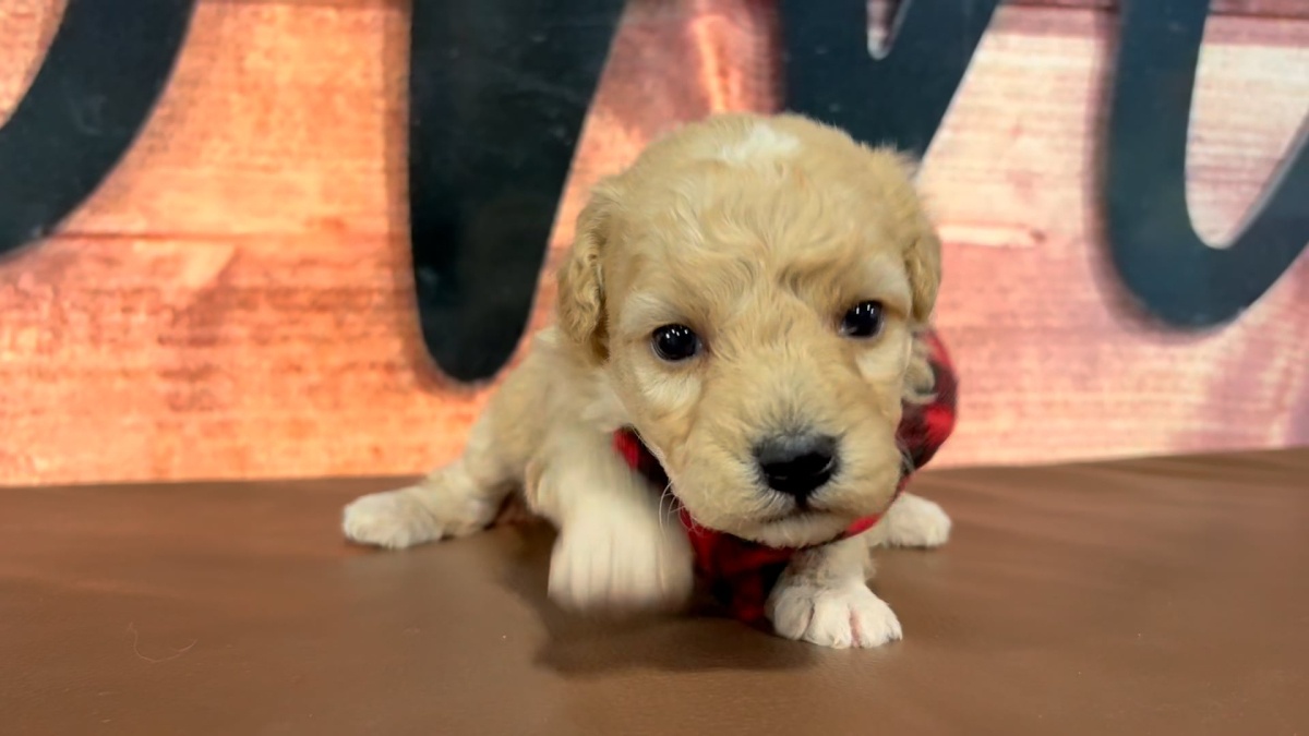 Mini Goldendoodle Fancy M 4967
