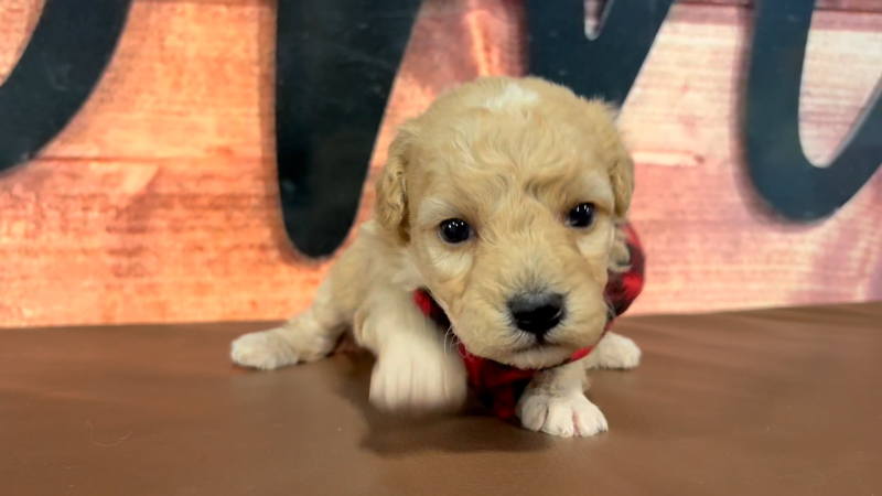 Mini Goldendoodle Fancy M 4967