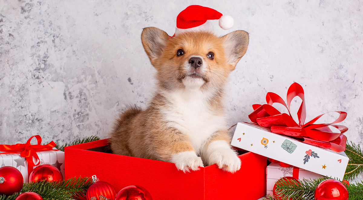 Gifting a Puppy: The Complete Guide to Holiday Puppy Adoption