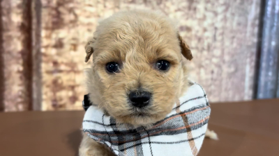 Teacup Cavamoo M 4911