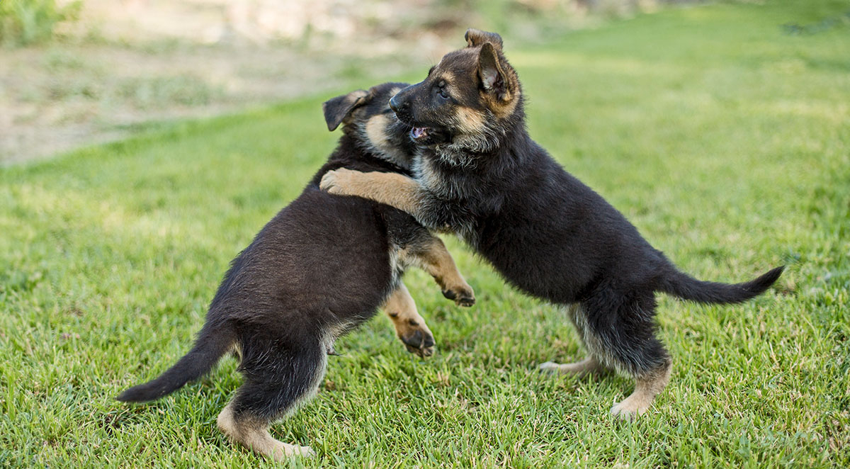 Socializing Your Puppy the Right Way