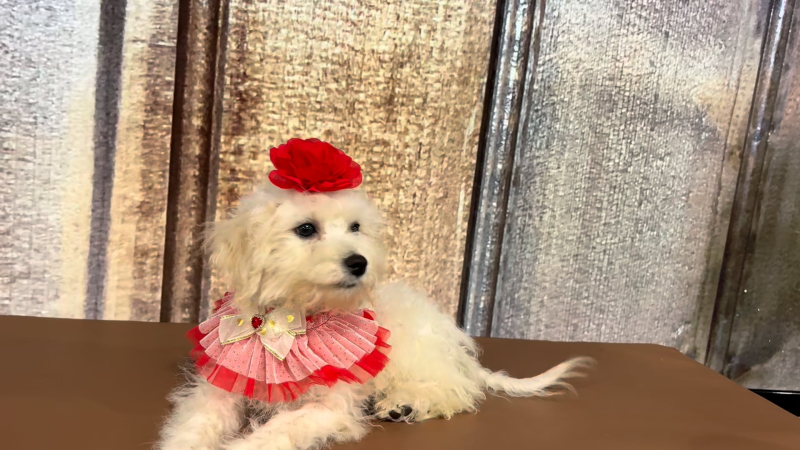 Toy Cavadoodle F 6850