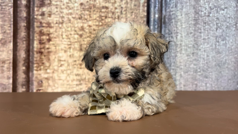 Teacup Malshipoo M 2269