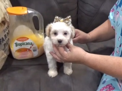 Teacup King Charles Morkie Female 8009, ready now!