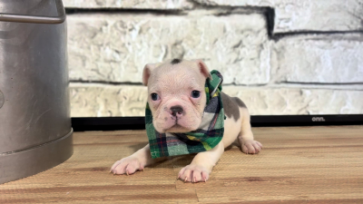 English Frenchie M 4880