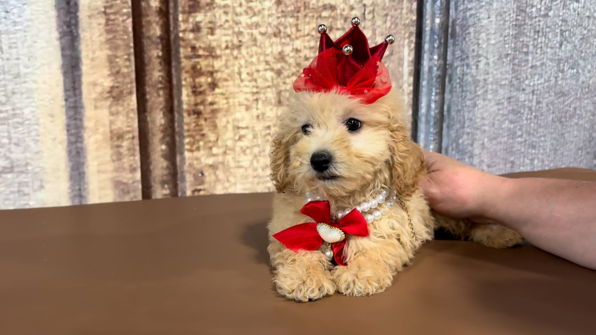 Teacup Chi-Poo F 3619