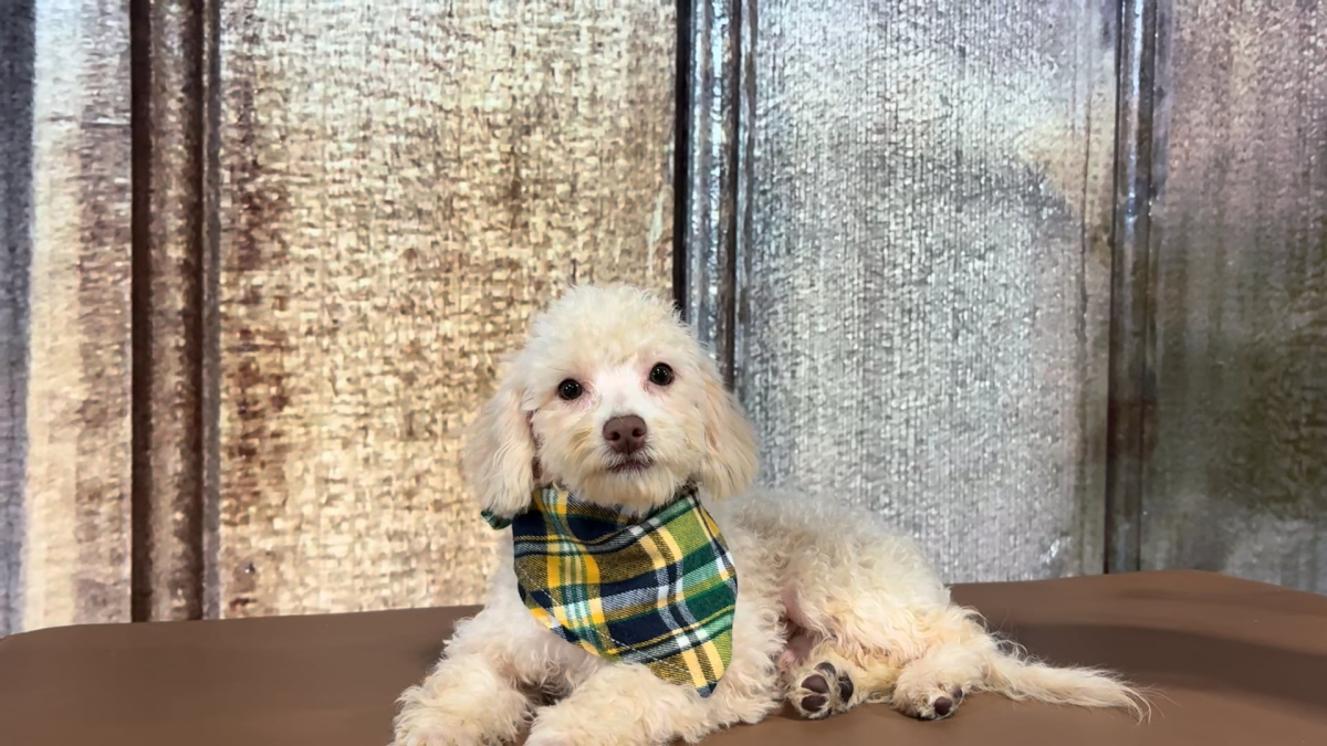 Toy Maltipoo M 2305