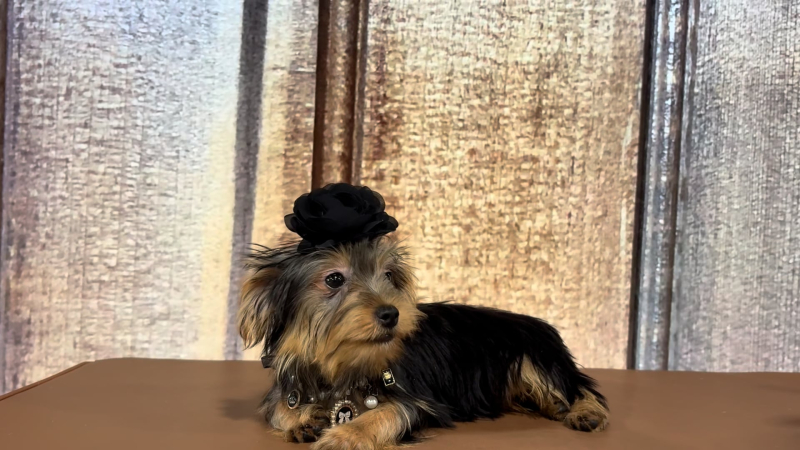 Teacup Yorkshire Terrier F 2309