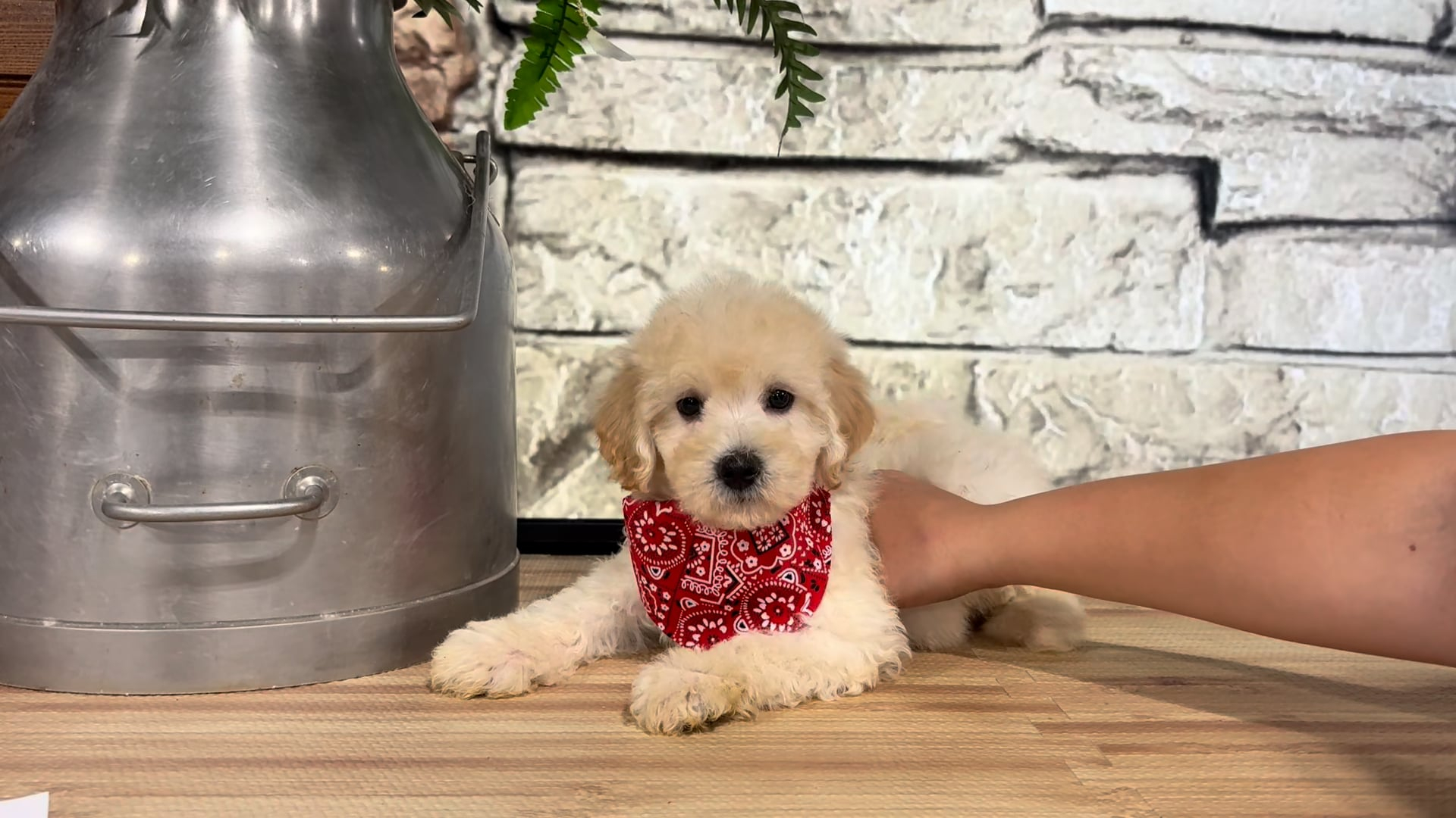 Healthy Pups - Maltipoo M 4717