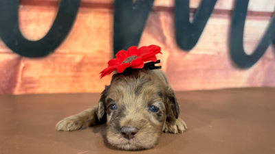Mini Goldendoodle F 4766