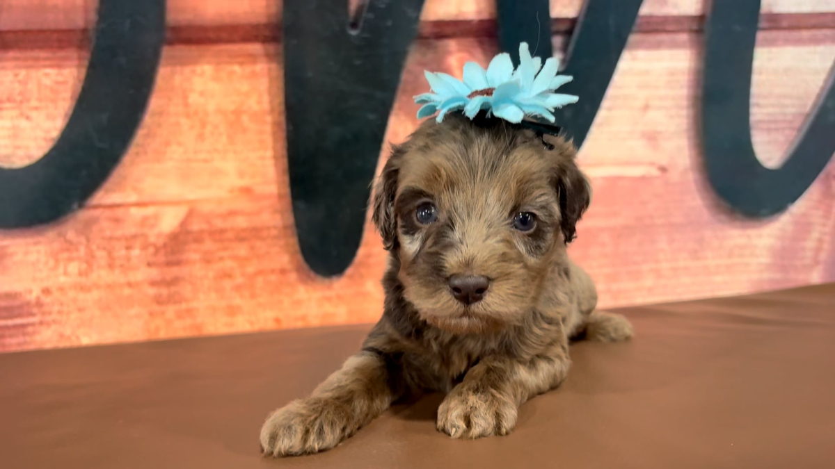 Mini Goldendoodle F 4766