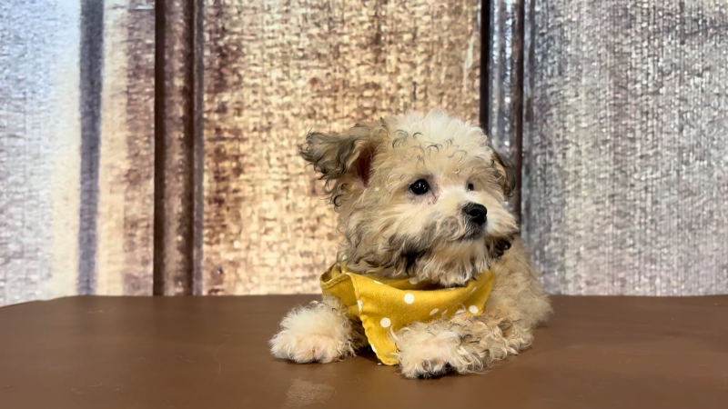 Teacup Malshipoo M 2269