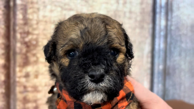 Teacup Cavamoo M 4913