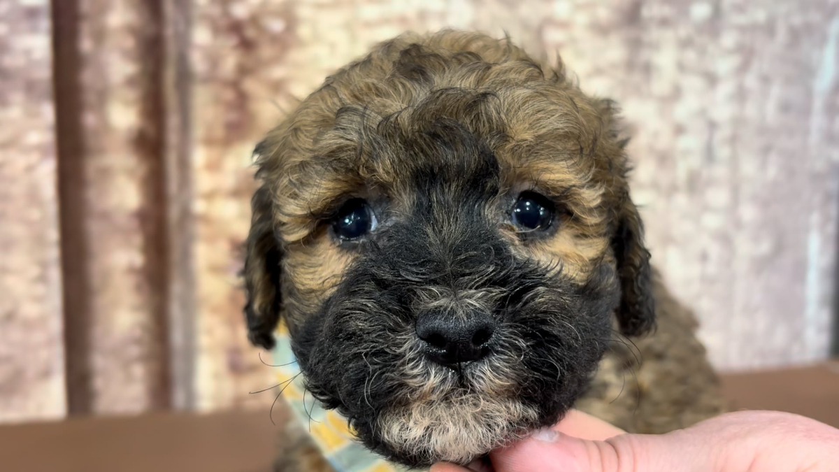 Teacup Cavamoo M 4913