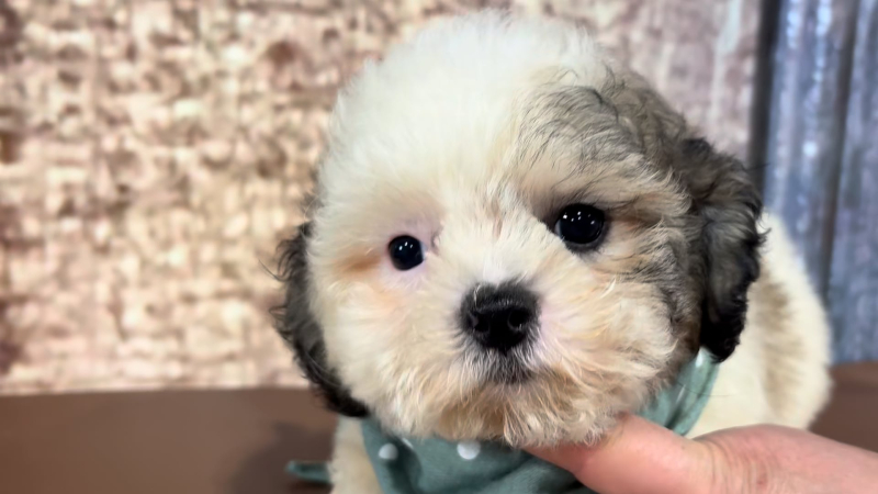 Teacup Maltipoo M 4946