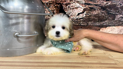 Tiny Imperial Teddy Bear (Malshipoo) M 9391