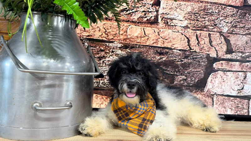 Malshipoo M 4706