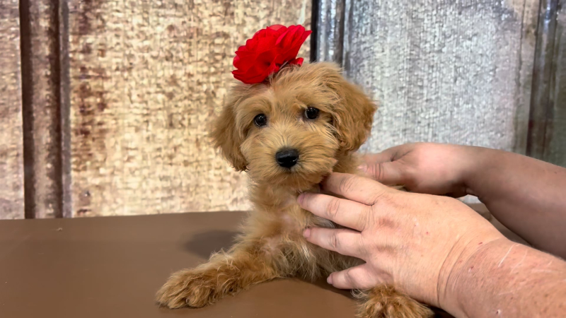 Mini Cavapoo F 2481