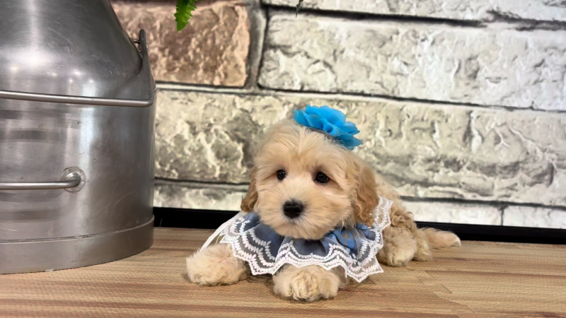 Maltipoo F 4707