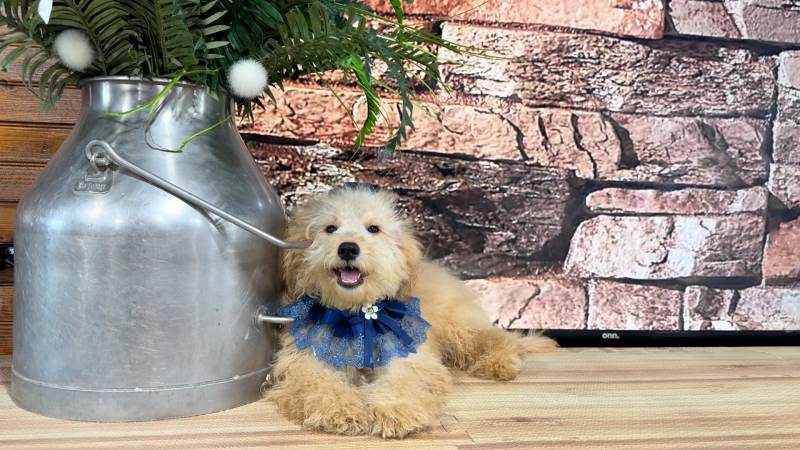 Toy F1BB Goldendoodle F 4962